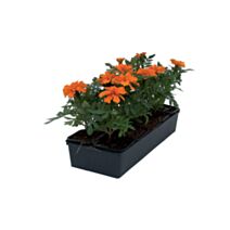 10 plantes œillet d'Inde