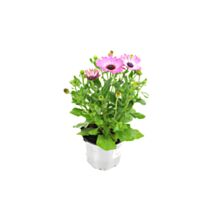 Pot Osteospermum ∅10,5cm