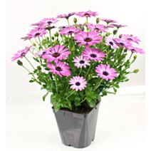 Pot Osteospermum ∅19cm