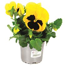 Pot Pensées Variées ∅10,5cm