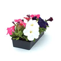 10 Pétunias en Semis ∅7cm