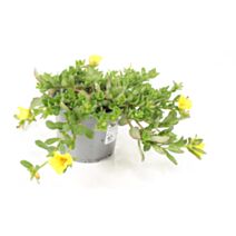 Pot Portulaca ∅10,5cm