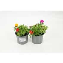 Pot Pourpier ∅10,5cm