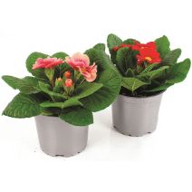 Pot Primevère Acaule ∅10,5cm