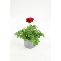 Pot Renoncule ∅10,5cm