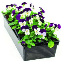 Viola cornuta