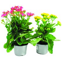 Pot Kalanchoé ∅10,5cm
