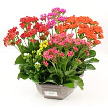 Kalanchoé 27cm