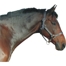 Licol Cuir Huile Cheval Marron