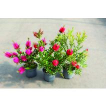Rince-bouteille callistemon laevis