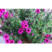 Faux-myrtes leptospermum