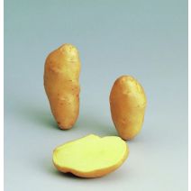 Plants de pomme de terre charlotte 35/45 25 kg
