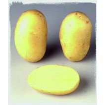Pomme de terre gourmandine 32/35 25 kg
