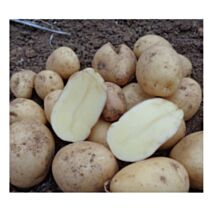 Pomme de Terre Aliénor 28/35 3kg