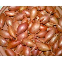 Échalote jermor 250 g