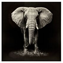 Toile imprimée Éléphant 100x100 - ATMOSPHERA