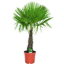 Trachycarpus fortunei 35/45 cm