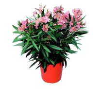 laurier rose  5l HT: 50-60cm  dif couleurs