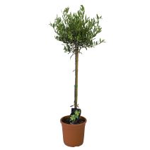 Olivier mini tige 08/10 15l HT:100-120 cm
