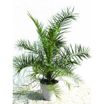 Phoenix canariensis 