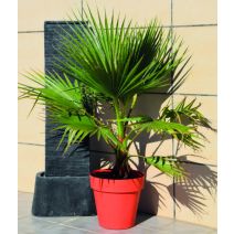 Washingtonia robusta filifera