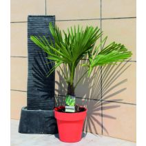 Trachycarpus fortunei 