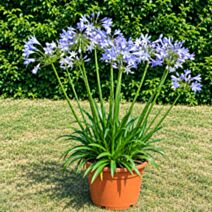 Agapanthe bleue ou blanche pot 5L