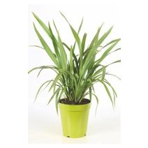 Phormium vert 60 - 80 cm ct 20 - 5 l
