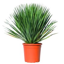 Yucca rostrata 60/80 cm