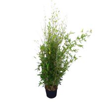 Bambou phillostachys aurea 15l HT: 160-180 cm