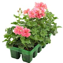 Geranium lierre double barquette 10 plants
