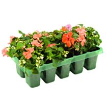 Impatiens barquette 10 plants