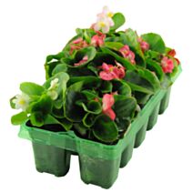 Bégonia semperflorens barquette 10 plants