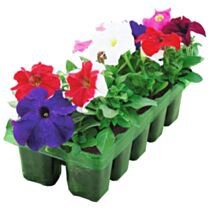 Pétunia barquette 10 plants
