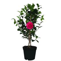 Camelia japonica