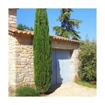 Cyprès de Provence Cupressus Pyramidalis H. 100/125cm pot de 12L