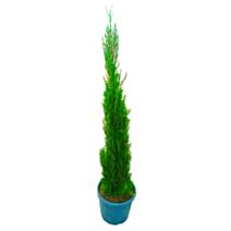 Cyprès de florence (cupressus sempervirens pyramidalis)