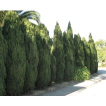 Cyprès de florence
(cupressus sempervirens pyramidalis) 