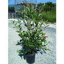 Photinia red robin