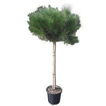 Pinus pinea 150/175 c25l
