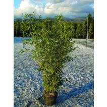Bambou phyllostachys aurea aureocaulis