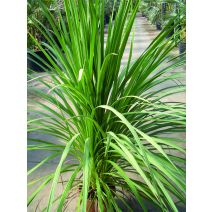 Cordyline australis 100/125 cm