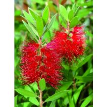 Callistemon laevis