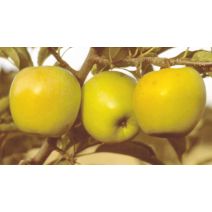 Pommier golden demi-tige