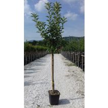 Fruitier Nain Pommier malus communis