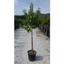 Nectarinier morton demi-tige