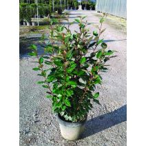 Eleagnus ebbingei 80/100 cm