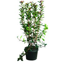 Photinia carré rouge 60/80 cm