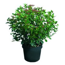 Viburnum tinus eve price