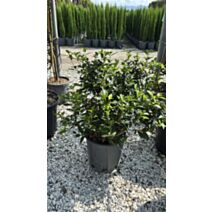 Laurier-tin
viburnum tinus eve price